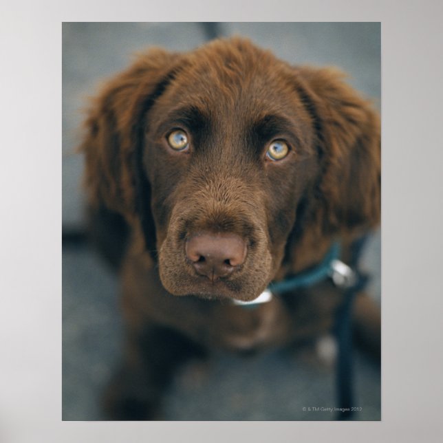 Ein brauner Hund. Poster (Vorne)