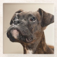 Ein Brindle Boxerwelpe, der oben neugierig schaut