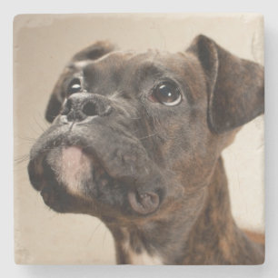 Ein Brindle Boxerwelpe, der oben neugierig schaut Steinuntersetzer