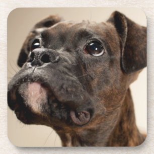 Ein Brindle Boxerwelpe, der oben neugierig schaut Untersetzer