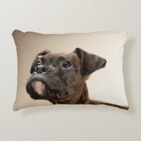 Ein Brindle Boxerwelpe, der oben neugierig schaut