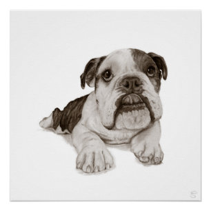 Ein Brindle Bulldog-Welpe Zeichne Poster