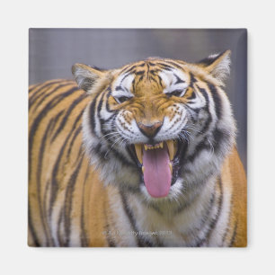 Ein Brüllentiger, Zoo Taiwans, Taipeh, Taipeh Magnet