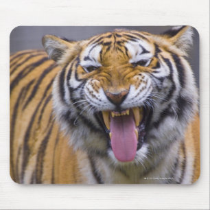 Ein Brüllentiger, Zoo Taiwans, Taipeh, Taipeh Mousepad