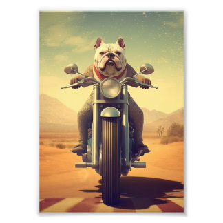 Ein Bulldog fährt ein Motorrad auf einer Wüstenstr Fotodruck