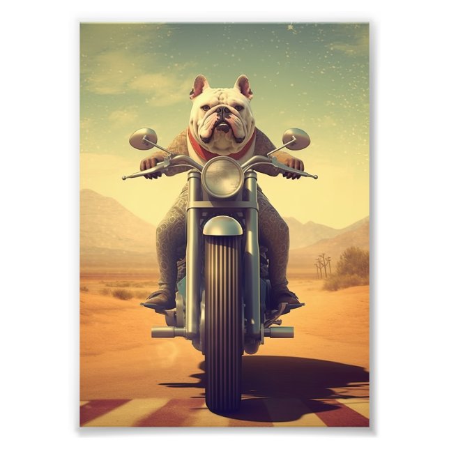 Ein Bulldog fährt ein Motorrad auf einer Wüstenstr Fotodruck (Vorne)