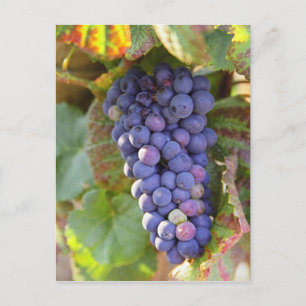 Ein Bündel Pinot Noir-Trauben in einem Chambertin Postkarte