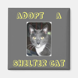 Ein Cat Magnet adoptiert