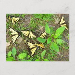 Ein Cluster von Schmetterlingen Postkarte