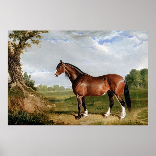 Ein Clydesdale-Hengst Poster (Vorne)