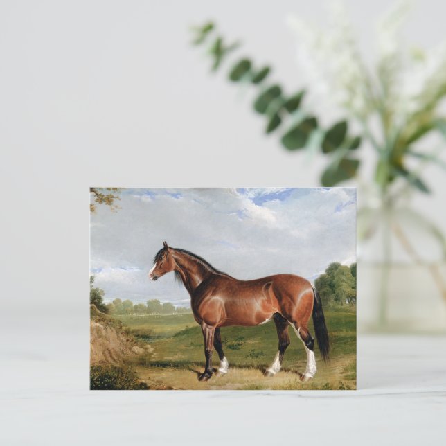 Ein Clydesdale-Hengst Postkarte (Stehend Vorderseite)