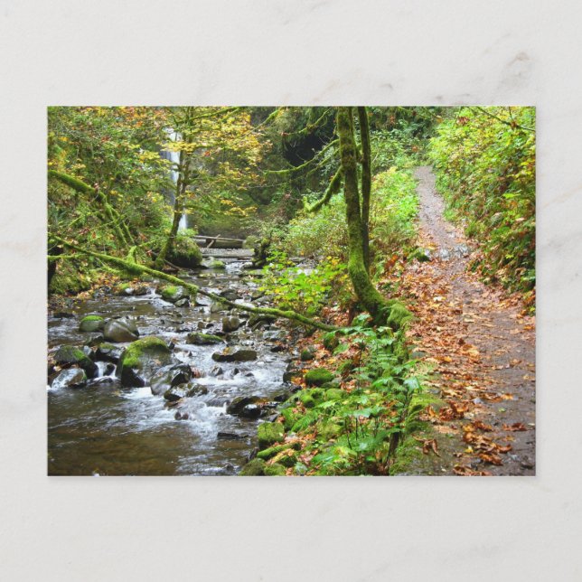 Ein Cooler Bach Postkarte (Vorderseite)