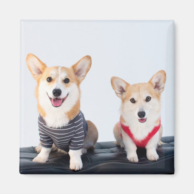 Ein Corgis-Paar auf einer Bank Magnet (Vorne)