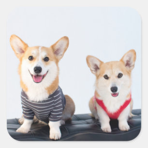 Ein Corgis-Paar auf einer Bank Quadratischer Aufkleber