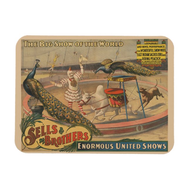 Ein Darstellender Zebu und Pfau mit Clowntrainer Magnet (Horizontal)