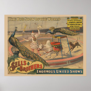 Ein Darstellender Zebu und Pfau mit Clowntrainer Poster