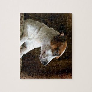 Ein denkender Jack-Russell-Terrier Puzzle