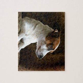 Ein denkender Jack-Russell-Terrier Puzzle