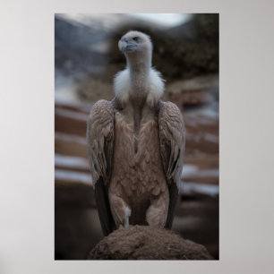 Ein detailliertes Griffon-Vulture-Portrait Poster
