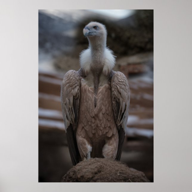 Ein detailliertes Griffon-Vulture-Portrait Poster (Vorne)