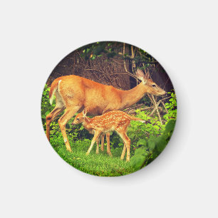 Ein Doh und ihre Fawn Magnet