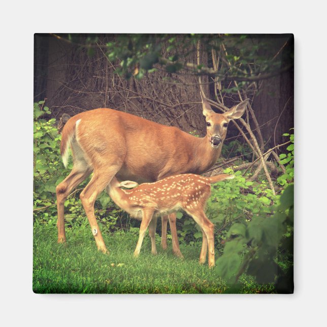 Ein Doh und ihre Fawn Magnet (Vorne)