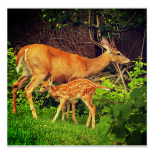 Ein Doh und ihre Fawn Poster