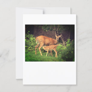 Ein Doh und ihre Fawn Postkarte