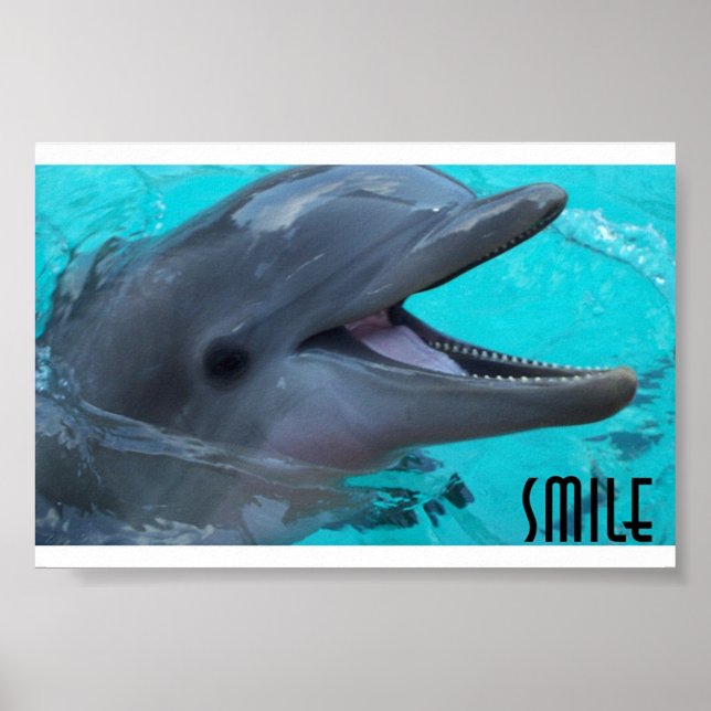 Ein Dolphin-Lächeln teilen Poster (Vorne)