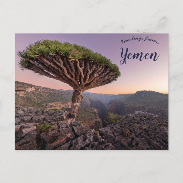 Ein Drachenblutbaum im Socotra-Jemen Postkarte (Vorderseite)