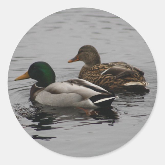 Ein Drake und ein Hen Runder Aufkleber (Vorderseite)