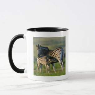 Ein EbenenZebra, der ihr Fohlen, Kwazulu Natal Tasse