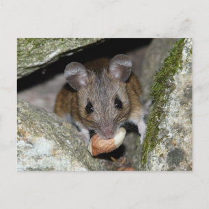 Ein echtes Mundstück Postkarte