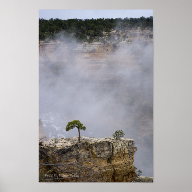 Ein einsamer Grand Canyon Tree Poster (Vorne)