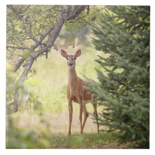 Ein einsamer Hirsch Fliese