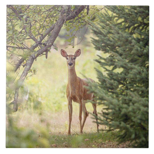 Ein einsamer Hirsch Fliese (Vorderseite)