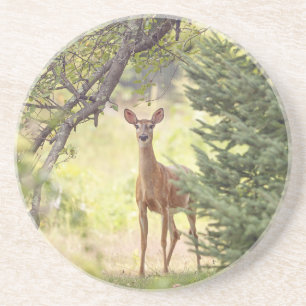 Ein einsamer Hirsch Getränkeuntersetzer