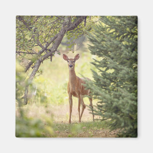 Ein einsamer Hirsch Magnet