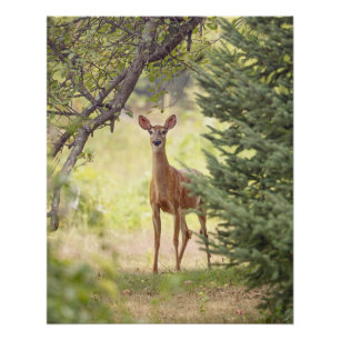 Ein einsamer Hirsch Poster