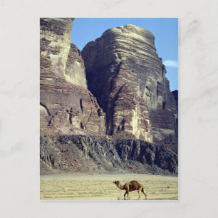 Ein einsames Kamel, Wadi-Rum-Wüste, Jordan-Wüste Postkarte