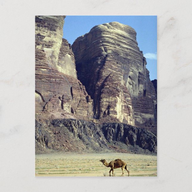 Ein einsames Kamel, Wadi-Rum-Wüste, Jordan-Wüste Postkarte (Vorderseite)