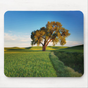Ein einzelner Baum, umgeben von sanften Hügeln mit Mousepad