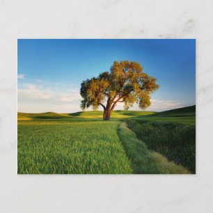 Ein einzelner Baum, umgeben von sanften Hügeln mit Postkarte
