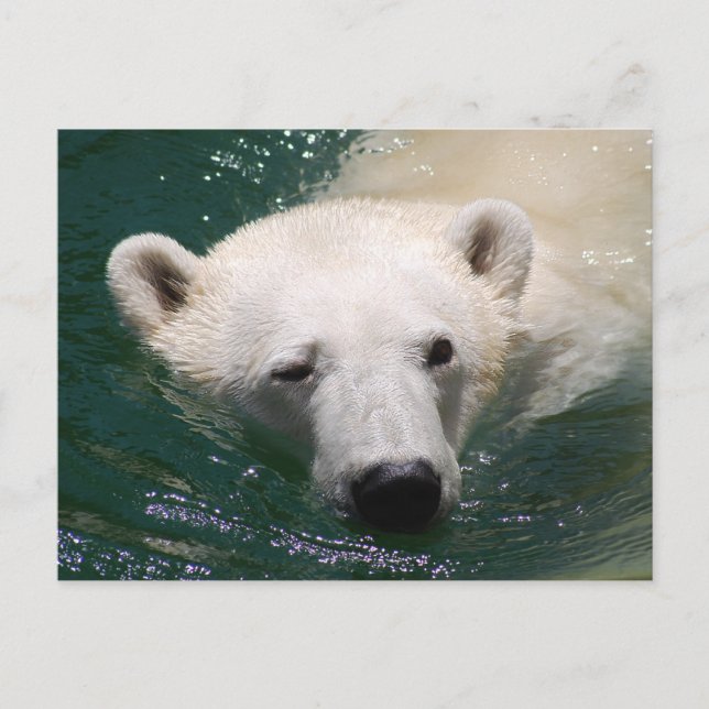 Ein Eisbär, der nur abkühlt Postkarte (Vorderseite)