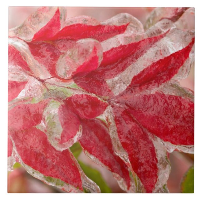 Ein Eissturm im Winter, der die Blätter von Fliese (Vorderseite)