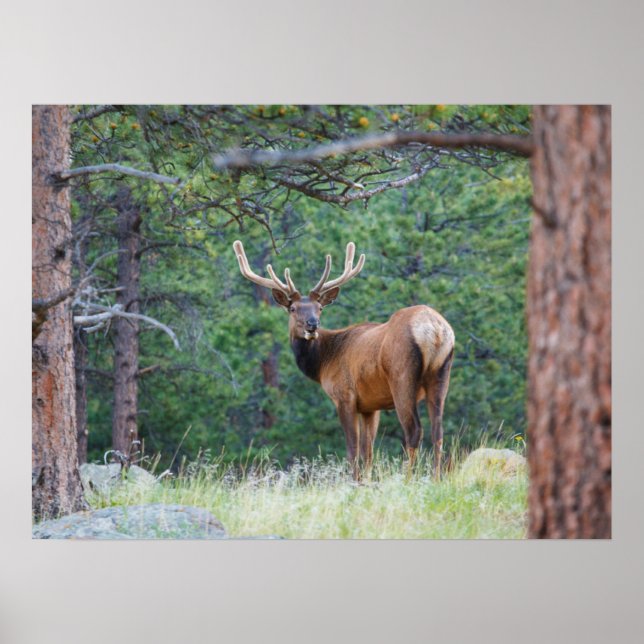 Ein Elch rückblickend | Rocky Mountains Poster (Vorne)