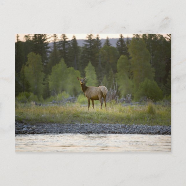 Ein Elch sieht sich mit einem Postkarte (Vorderseite)