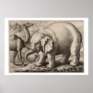 Ein Elefant und ein Kamel, graviert von Wenceslaus Poster