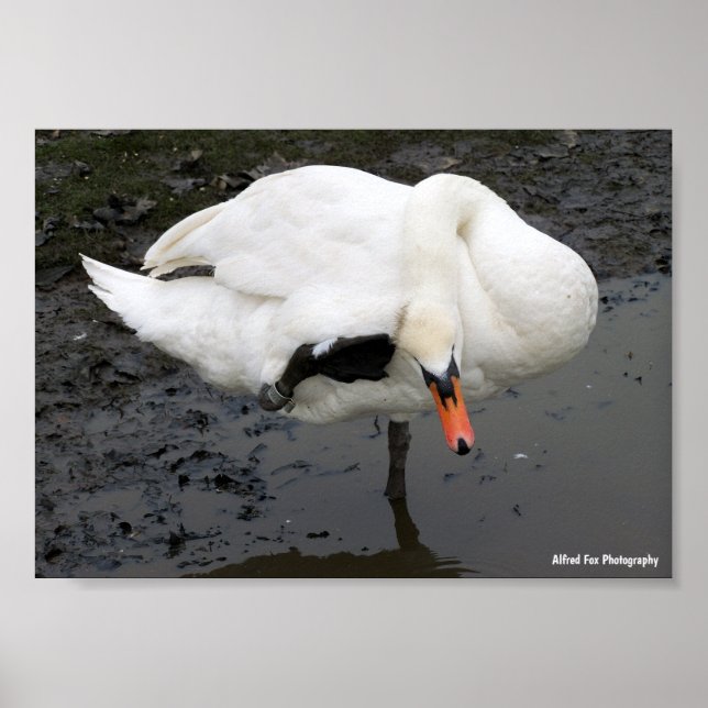 Ein eleganter Gruß Poster (Vorne)
