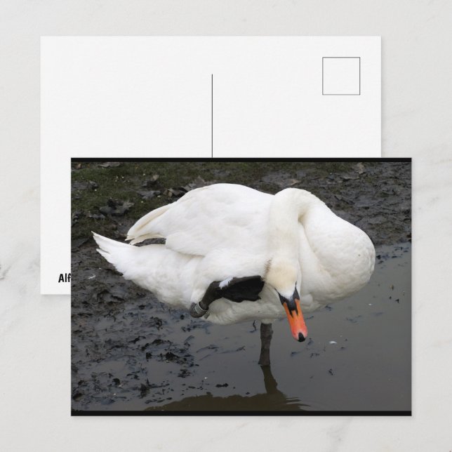 Ein eleganter Gruß Postkarte (Vorne/Hinten)